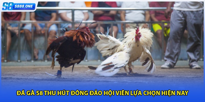 Đá gà S8 thu hút đông đảo hội viên lựa chọn hiện nay